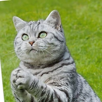 Even Cats Care Funny Get Well Card for only USD 3.99 | Hallmark
