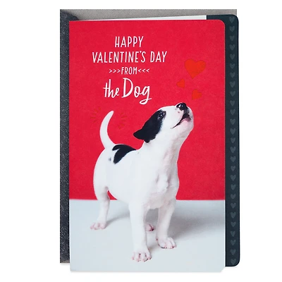 I'm the Luckiest Valentine's Day Card From the Dog for only USD 2.99 | Hallmark