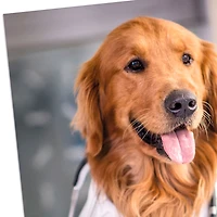 Dog Doctor Funny Get Well Card for only USD 3.99 | Hallmark