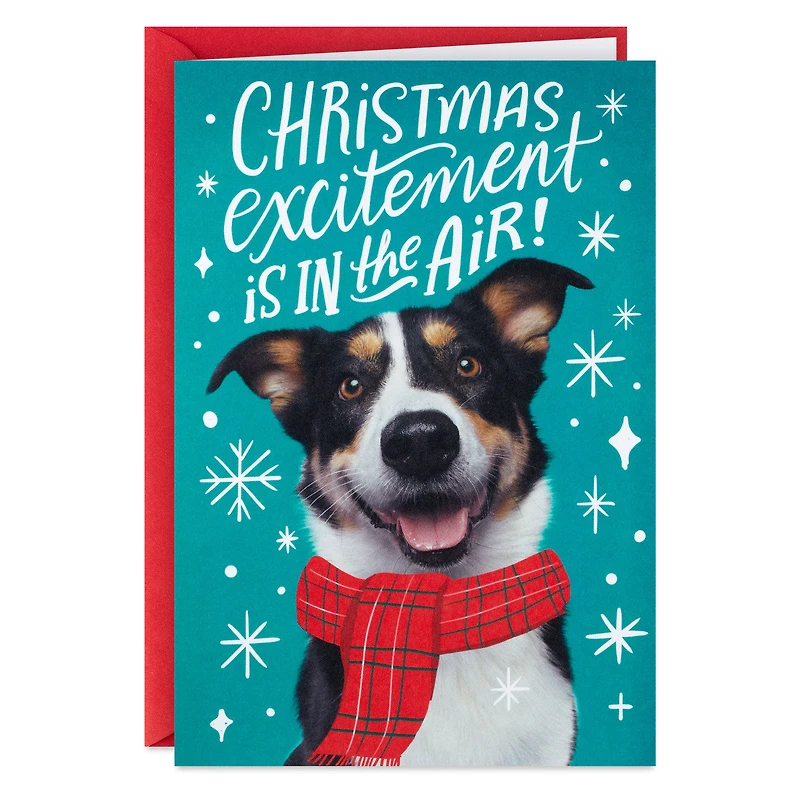 Christmas Excitement Boxed Christmas Cards, Pack of 16 for only USD 9.99 | Hallmark