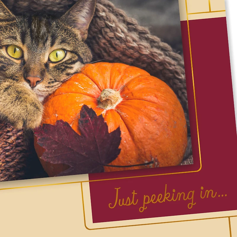 Just Peeking In Cat and Pumpkin Thanksgiving Card for only USD 0.99 | Hallmark