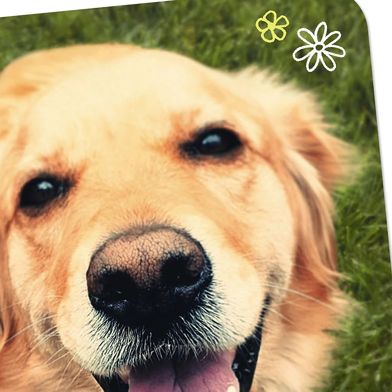 Smiling Dog Blank Card for only USD 2.99 | Hallmark