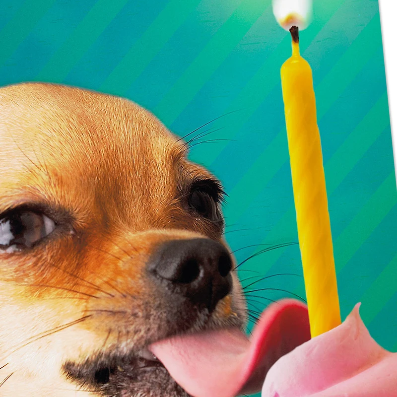 Lick All the Cupcakes Funny Birthday Card for only USD 3.99 | Hallmark