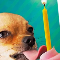 Lick All the Cupcakes Funny Birthday Card for only USD 3.99 | Hallmark