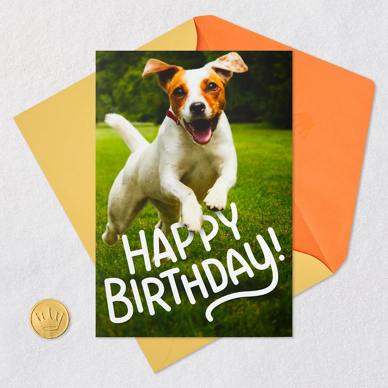 Have an Off-Leash Kind of Day Funny Birthday Card for only USD 2.99 | Hallmark