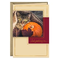 Just Peeking In Cat and Pumpkin Thanksgiving Card for only USD 0.99 | Hallmark