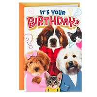 Round of Appaws Pop-Up Birthday Card for only USD 4.59 | Hallmark
