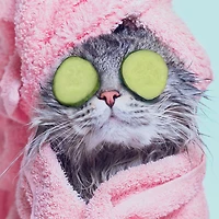 Did Someone Say Spa Day Funny Card for only USD 3.99 | Hallmark