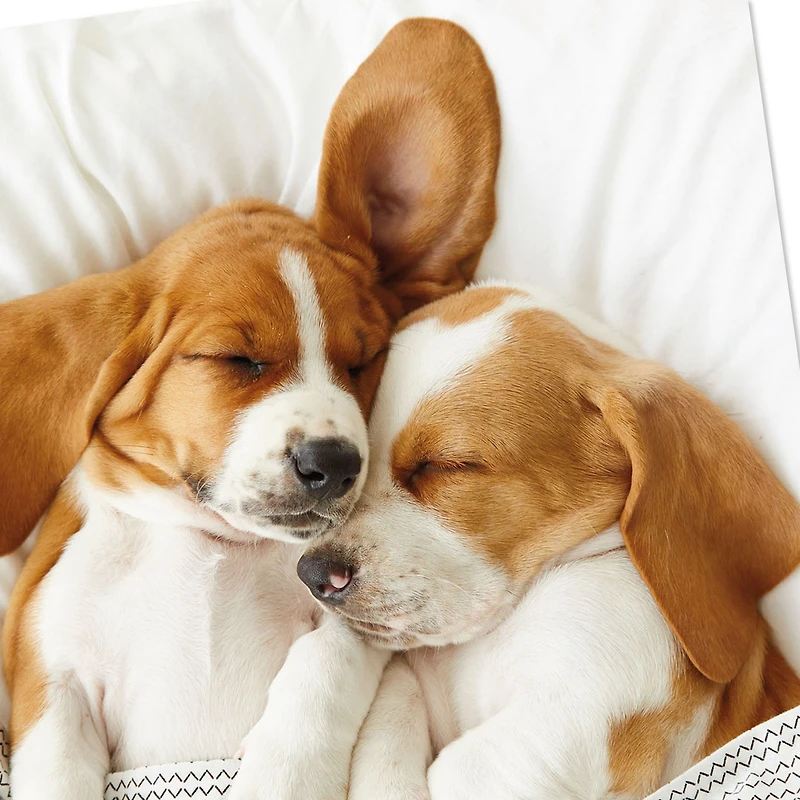 Still the Cutest Anniversary Card for Couple for only USD 3.99 | Hallmark