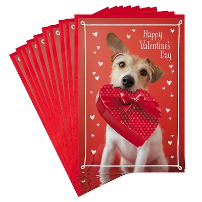 Dog With Box of Chocolates Valentine's Day Cards, Pack of 10 for only USD 8.99 | Hallmark