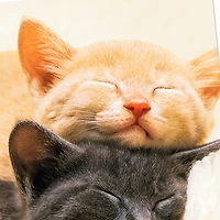 Spending All Nine Lives With You Love Card for only USD 3.99 | Hallmark