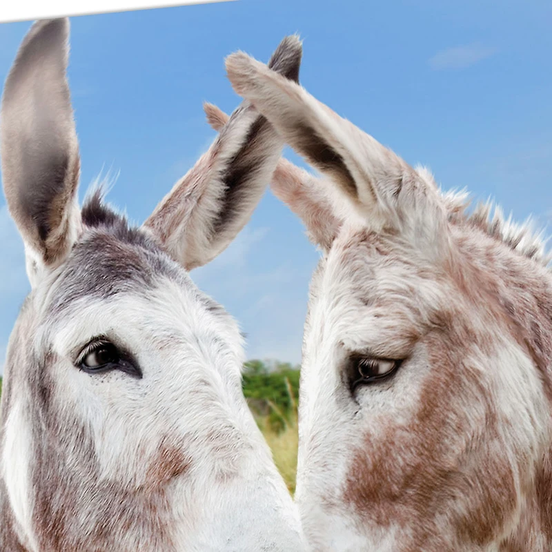 Glad You're Still Mine, Donkey Funny Romantic Anniversary Card for only USD 3.99 | Hallmark