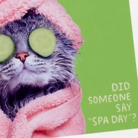 Pampered Cat Photo Funny Coaster for only USD 6.99 | Hallmark