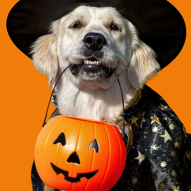 All Your Favorite Treats Funny Halloween Card for only USD 3.69 | Hallmark