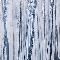 Splash Polyester 'Fog Forest' Shower Curtain (Black/White)