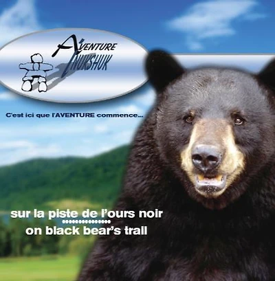 OBSERVATION D'OURS NOIRS