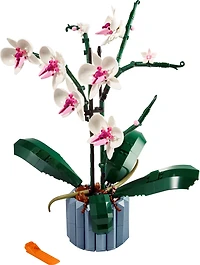 Orchid