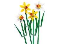 Daffodils