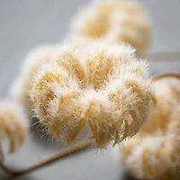 Faux Dried Cream Pods 11x 3"x 45