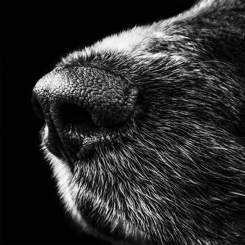 Canine Black and White Wall Art