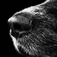 Canine Black and White Wall Art