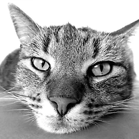 Panthera art mural photographie noir et blanc