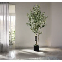 Frantoio Olive Tree