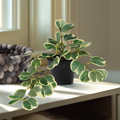 Torre & Tagus Hoya Cordata Faux Potted Plant