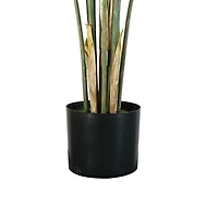 Oasis Palm Tree