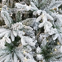Noble Fraser Fir with LED - 7.5'