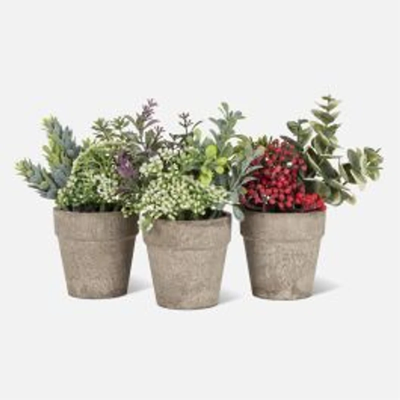Small Mixed Greenery with White Buds in 6" Pot