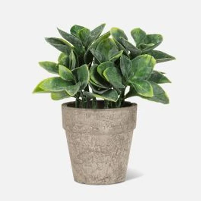 Small Spade leaf Plant in 6" Pot