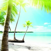 Coconut Palms in Sunlight Wallpaper Mural