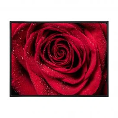 Red Rose Petals with Rain Droplets Canvas Art Print