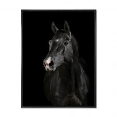 Black Horse in darkness Canvas