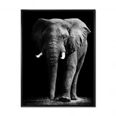 African Elephant in Black Background Wall Art