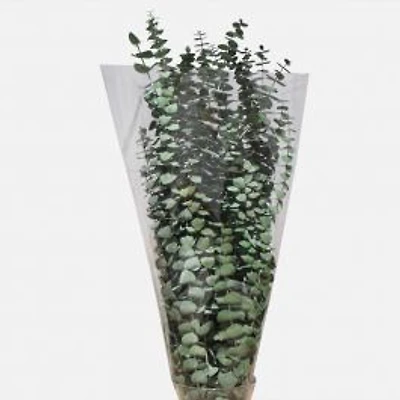 Eucalyptus Bundle