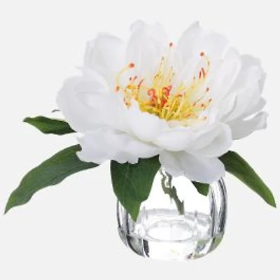 Peony in Glass Vase