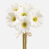 Gerbera Daisy Bundle - White, 13"