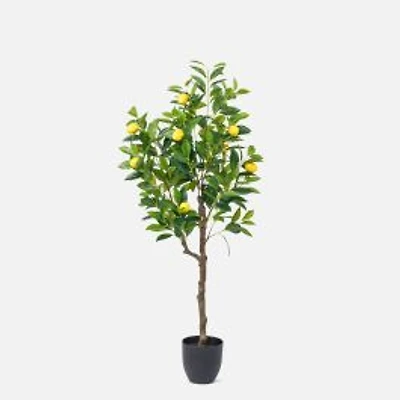 Arbre citronnier moyen