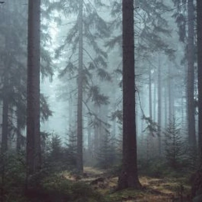 Mysterious Forest in Fog Wallpaper Mural