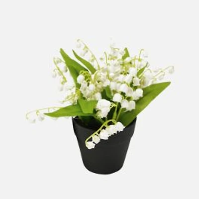 Lily of the Valley in Pot