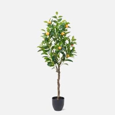 Arbre oranger moyen