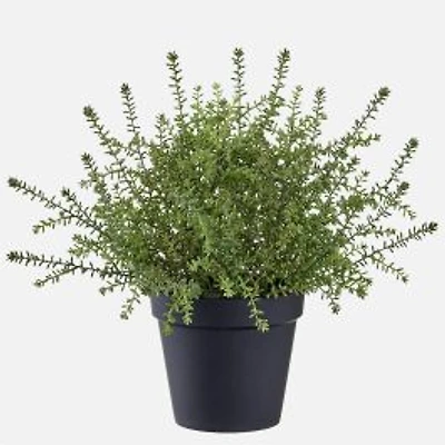 Sedum Plant In Pot - Green