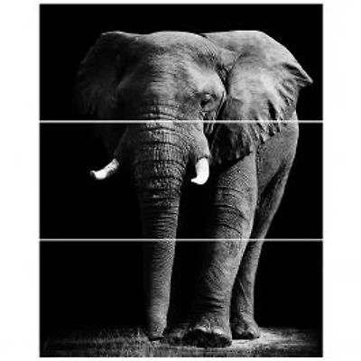 African Elephant in Black Background Canvas Wall Art