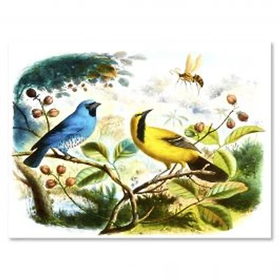 Blue and Yellow Bird in The Wild Canvas Wall Art Print
