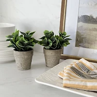 Petite plante à feuilles de bêche dans un pot de 6 po