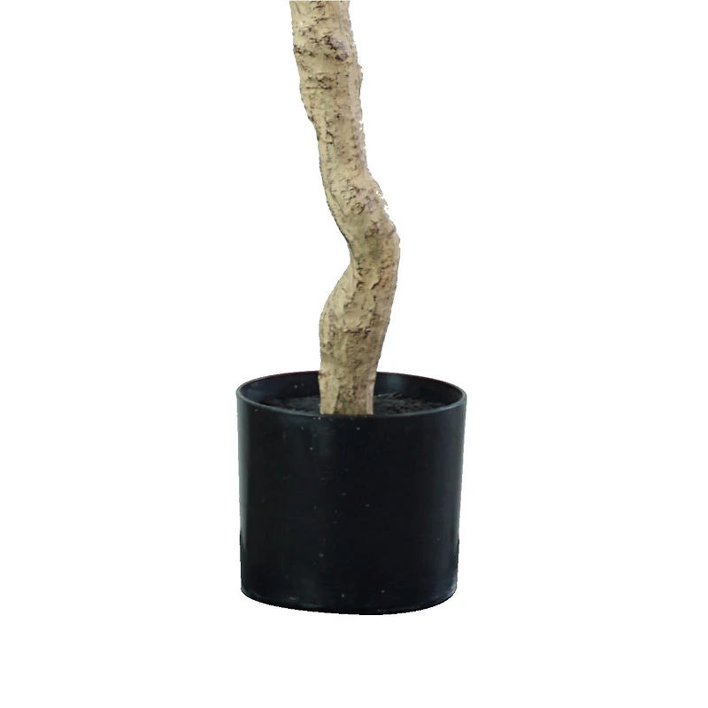 Andalusia Olive Tree