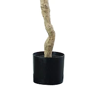 Andalusia Olive Tree