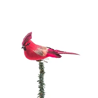 Hanging Red Foam Cardinal Ornament with Summer Coat, Pack of 12